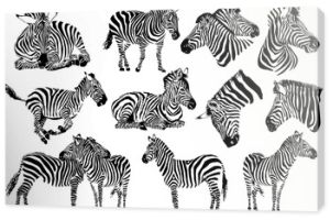Graficzna kolekcja zebr, białe tło, ilustracja tatuaż wektor, eps10