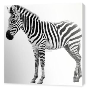 Young male zebra isolated on white background