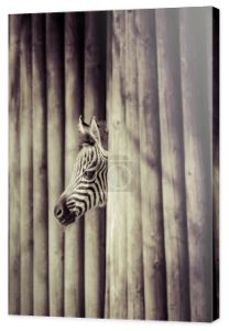 Zebra, Park Narodowy Serengeti, Tanzania, Afryka Wschodnia
