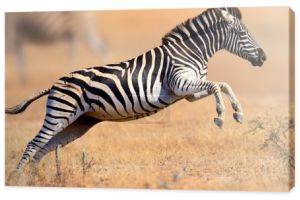 Zebra bieganie i skakanie