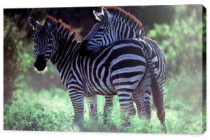 Zebra - dzikość