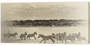 Zebry w Parku Narodowym Serengeti, Tanzania