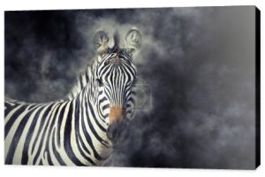 Zebra w dym