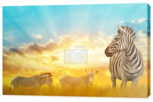Zebry na afrykańskiej sawannie o zachodzie słońca. Dzikich zwierząt.