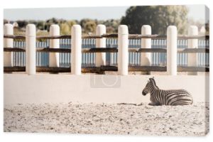 paski zebra leżące na piasku w pobliżu ogrodzenia 