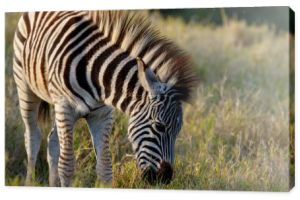 Zebra Baby ze sterczącymi włosami, jedzenie trawy w polu