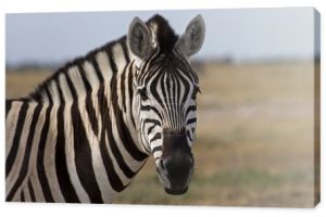 portret burchells zebra