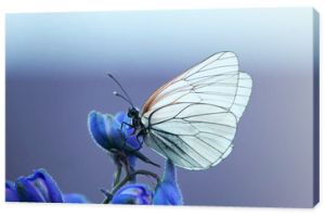 biały motyl na niebieskim kwiatku