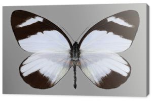 Motyl Perrrhybris lorena na szarym tle