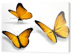 trzy żółty motyl na białym tle