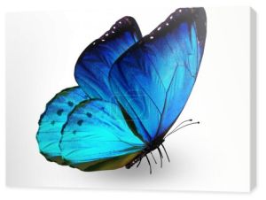 niebieski motyl, na białym tle