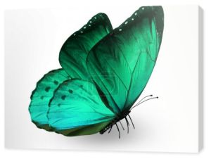 zielony motyl, na białym tle