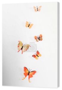 pomarańczowy motyle latający na białym tle na biały, środowiska zapisywanie koncepcja 