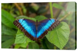 Motyl niebieski wezwał blue morpho z niewyraźne tło. 