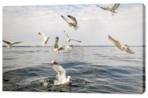 Opiera się ptaków Seagull walki dla ryb