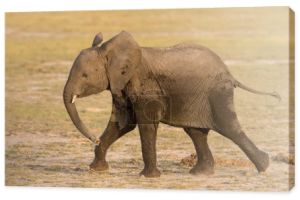 Sub dorosłych słonia afrykańskiego działa w Amboseli, Kenia