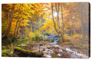 Jesień w dzikim lesie - żywe drzewa leśne i wartka rzeka z kamieniami