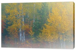 Mglisty jesienny krajobraz jesiennych brzóz, Hiawatha National Forest, Górny Półwysep Michigan