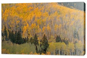 Jesienny krajobraz osiki i iglaków, Castle Creek Road, White River National Forest, Elk Mountains, Aspen, Colorado, USA