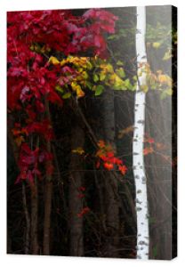 Jesienne liście lasu jasne kolorowe tło