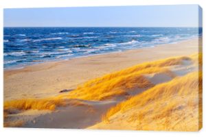 Słoneczny jesienny dzień nad Morzem Bałtyckim. Piaszczysta plaża, wydmy i żółta trawa.