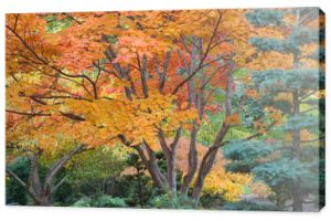 Stany Zjednoczone, Oregon, Ashland. Drzewa Lithia Park w Ogrodzie Japońskim.