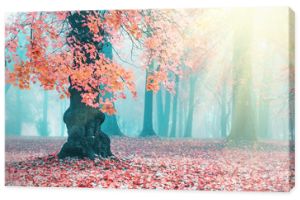 Piękny jesienny krajobraz. Piękne jesienne drzewo. Różowy klon w niebieskiej mgle. Mglisty jesienny poranek. Miękkie słońce