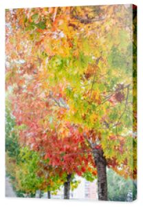 Streszczenie jesień drzewo z kolorowymi liśćmi.