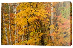 Jesienny kolorowy widok na las