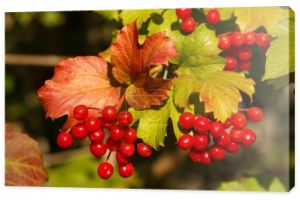 Gałąź Viburnum z czerwonymi jagodami, zielone i żółte liście na rozmytym tle. Temat jesieni.