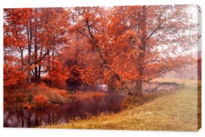 Jesienny mglisty poranek w leśnym potoku