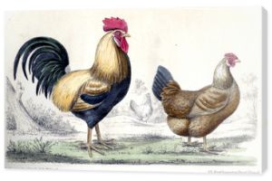 Ilustracja kurczaka i koguta