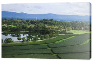 Widok z lotu ptaka zielonej herbaty plantacji w Tajlandii na słoneczny dzień