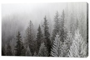 Zamarznięty zimowy las we mgle