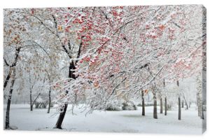 Piękny zimowy krajobraz - opady śniegu w parku miejskim. Pokryte śniegiem gałąź dzikiej jabłoni z czerwonymi owocami na pierwszym planie. Jasny zimowy krajobraz - bajka o zimowej przyrodzie