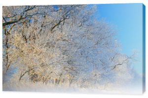 Mglisty zimowy krajobraz oszronionych drzew w wiejskim otoczeniu, Michigan, USA
