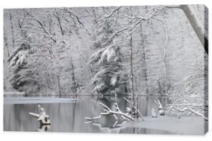 Zimowy pejzaż ośnieżonych drzew na brzegu jeziora Hall z odbiciami w spokojnej wodzie, Yankee Springs State Park, Michigan, USA