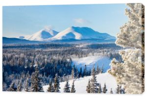 tajga śniegu krajobraz Kanada terytorium Jukon