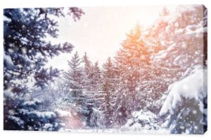 Mroźny zimowy krajobraz w śnieżnym lesie. Sosnowe gałęzie pokryte śniegiem w chłodne zimowe dni. Boże Narodzenie tło z jodły
