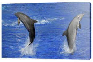 delfiny pod wodą i rozbijająca się nad nimi fala