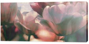 koncepcja tekstury przyciemnianych tulipanów