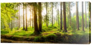 Idylliczny las ze strumykiem o wschodzie słońca