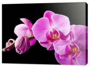 fioletowa orchidea na czarnym tle