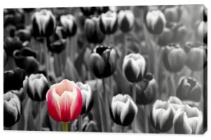 Czerwony tulipan wśród monochromatycznych tulipanów