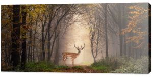 Daniele na ścieżce w sennym mglistym lesie