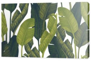 Bananowa zieleń w tle. Szkic tropikalnego liścia. Ręcznie rysowana ilustracja botaniczna do projektowania latem. Ilustracja liści akwareli w modnych kolorach. Tapeta dżungli