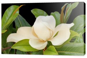 One beautiful flower of Magnolia grandiflora on black background