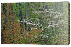 Wiosenny krajobraz lasu z kwitnącymi dereniami, Jezioro Doster, Michigan, USA