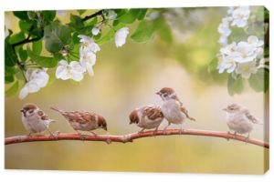 małe wróble siedzą na gałęzi jabłoni z kwiatami w ciepłym wiosennym ogrodzie
