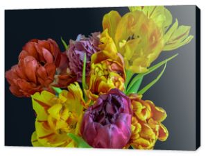 Dzieła sztuki kwiatowy martwa natura kwiat makro kwitnącego tulipana bukiet/kiść na czarnym tle w żywych naturalnych kolorach, czerwonych, różowych, fioletowych, żółtych i zielonych liściach